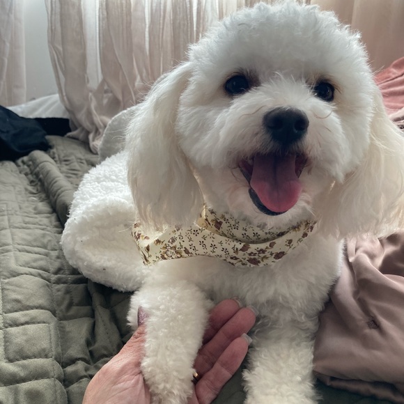 Meet your Posher, Guadalupe - Picture 2 of 2